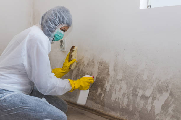 Best Residential Mold Inspection & Testing in USA